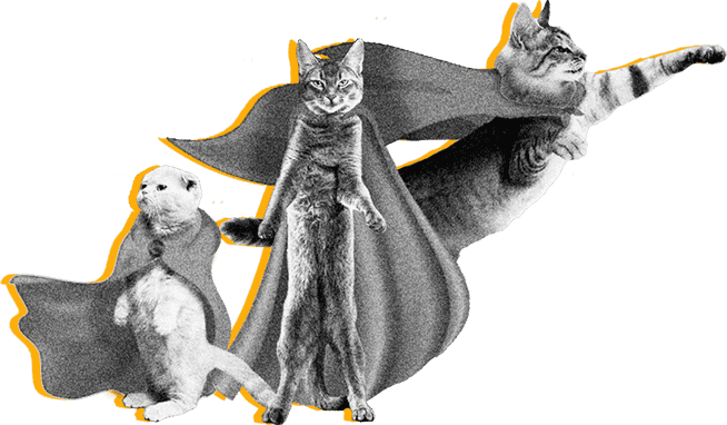 PRO-котики
